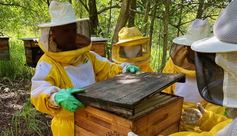 Imagens do blogO que é apicultura-min